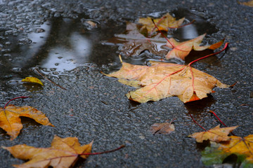 Fallen maple tree leaves on wet asphalt in rainy autumn day. Autumn background.