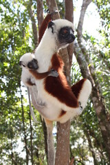 Coquerel Sifaka mit jungem Baby am Rücken in Madagascar