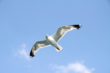 Obraz premium Möwe, bird, Vogel, luft, Himmel, Flügel 