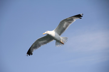 Möwe, bird, Vogel, luft, Himmel, Flügel 