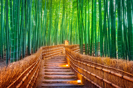 Fototapeta Bamboo Forest in Kyoto, Japan.