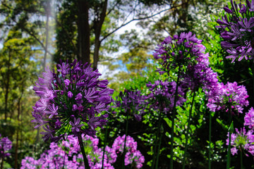 Obraz premium Purple flowers in the sun