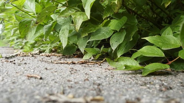 Red forest ants scurrying  foraging
