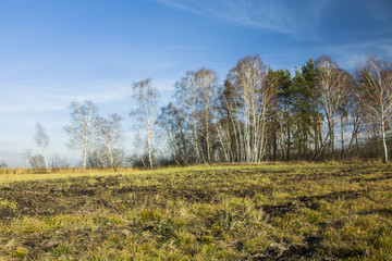 Fototapeta premium Meadow and trees in a grove without leaves