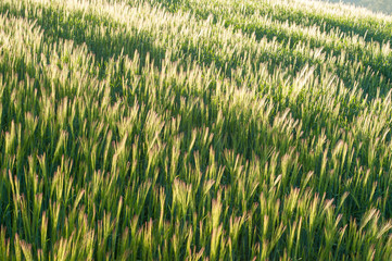 Campos de cereal en el Prepirineo, Cataluña