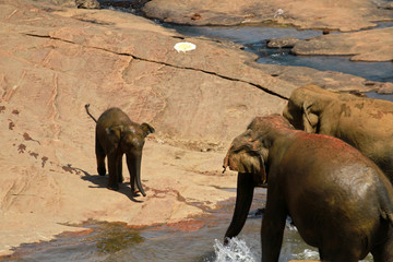 Small elephant, bathing in the river, Pinnawala, Sri Lanka