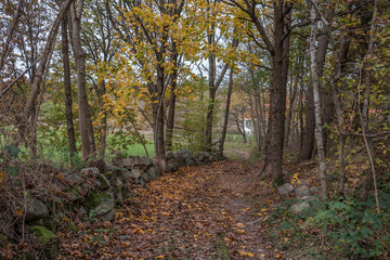 autumn forest track