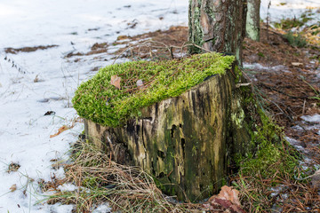 Winter, Snow, Forest