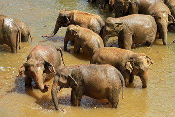 Fototapeta premium Bathing Elephants in the river, Pinnawala, Sri Lanka