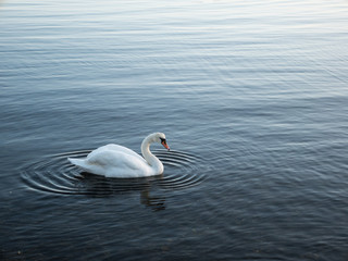 Swan at the sea