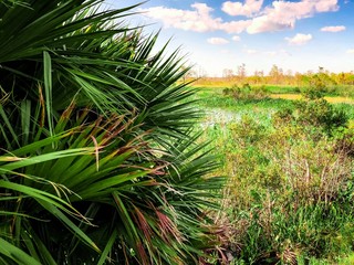 Palm Trees in the marsh