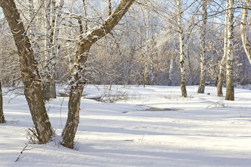 Winter scene