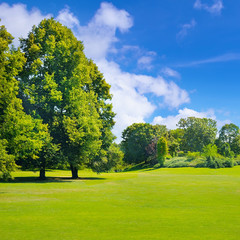 Fototapeta premium Park, green meadow and blue sky.
