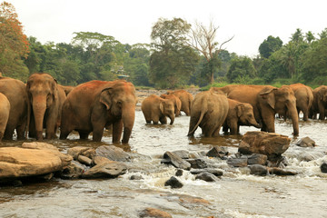 Naklejka na ściany i meble Bathing Elephants in the river, Pinnawala, Sri Lanka