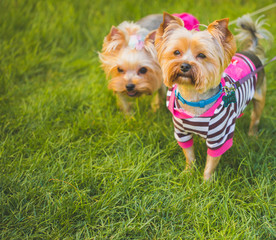 Two yorkshire terrier dogs