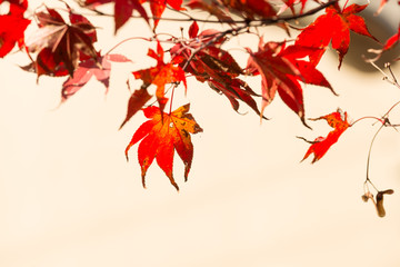 tree with red leaf autumn background