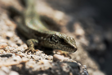 Common Wall Lizard, Lizards, Wall Lizard, Podarcis muralis