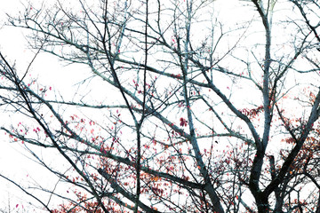 Abstract vintage winter color branch background