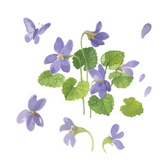 violet isolated watercolor