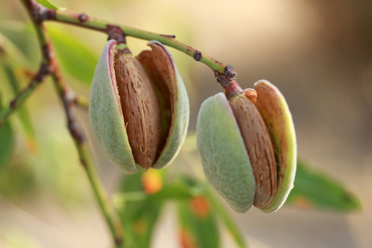 Almonds on a tree