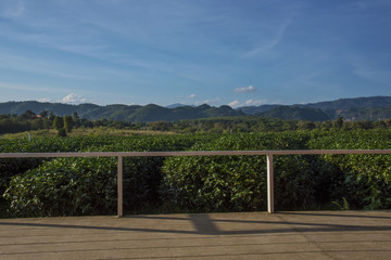 Chui-Fong terraced tea garden