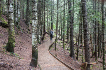 Camino de madera entre avetos, Parque Nacional de Aigüestortes, Lleida, España