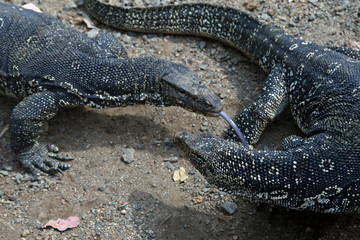 Monitor lizards, close to Sigiriya area, Sri Lanka