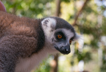 Lemur in Animal Sanctuary