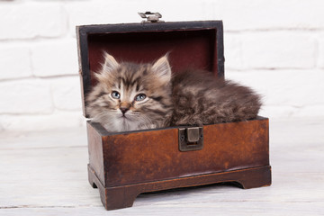Young fluffy kitten in the chest