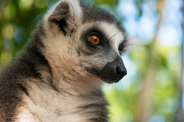 Lemur in Animal Sanctuary