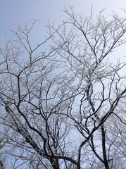 snow-covered branches of a tree without leaves on a sky background