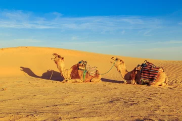 Crédence de cuisine en verre imprimé Chameau Chameaux dans le désert du Sahara.