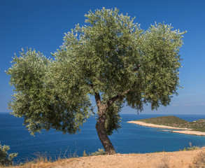 Tree on the sea