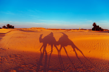 Fototapeta na wymiar Camels in the Sahara Desert.