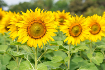 Beautiful Sunflowers garden natural background. Summer landscape.