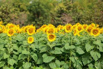 Beautiful Sunflowers garden natural background. Summer landscape.
