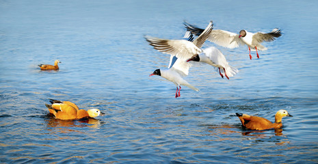 Дикая жизнь.