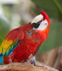 Parrot 3