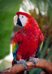 parrot 2