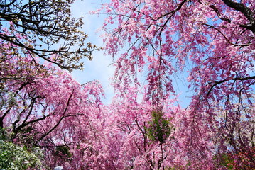 京都原谷苑のしだれ桜