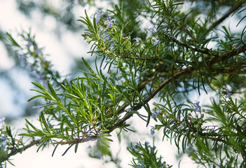 fresh spring branches of rosemary and its blossoms