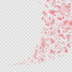 Sakura flying downwind petals on wind isolated. EPS 10 vector