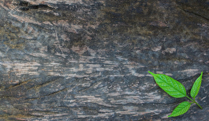 Leaf fall on wood background