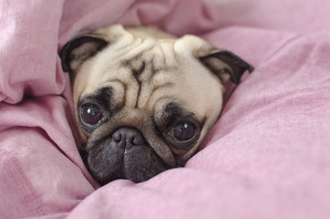 cute dog breed pug  wrapped in  pink blanked