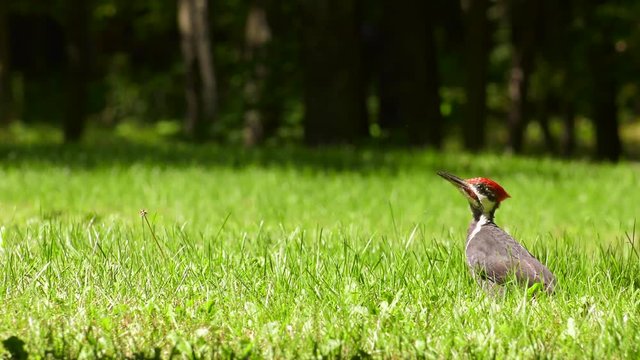 woodpecker pileated pecking for food in grass 4k slow motion