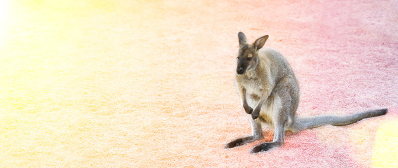 A little fluffy wallaby. Protection of wild animals. Solar glare. Blurred background. Place for text.