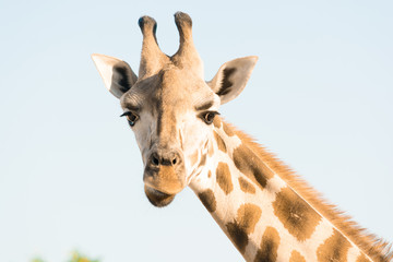 Naklejka premium Portrait of an African giraffe. Head and long neck. Wild animal.