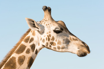 Portrait of an African giraffe. Head and long neck. Wild animal.