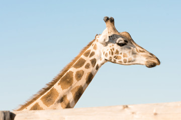 Portrait of an African giraffe. Head and long neck. Wild animal.