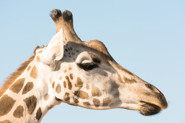 Portrait of an African giraffe. Head and long neck. Wild animal.